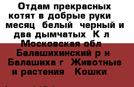 Отдам прекрасных котят в добрые руки, 1 месяц, белый, черный и два дымчатых. К л - Московская обл., Балашихинский р-н, Балашиха г. Животные и растения » Кошки   